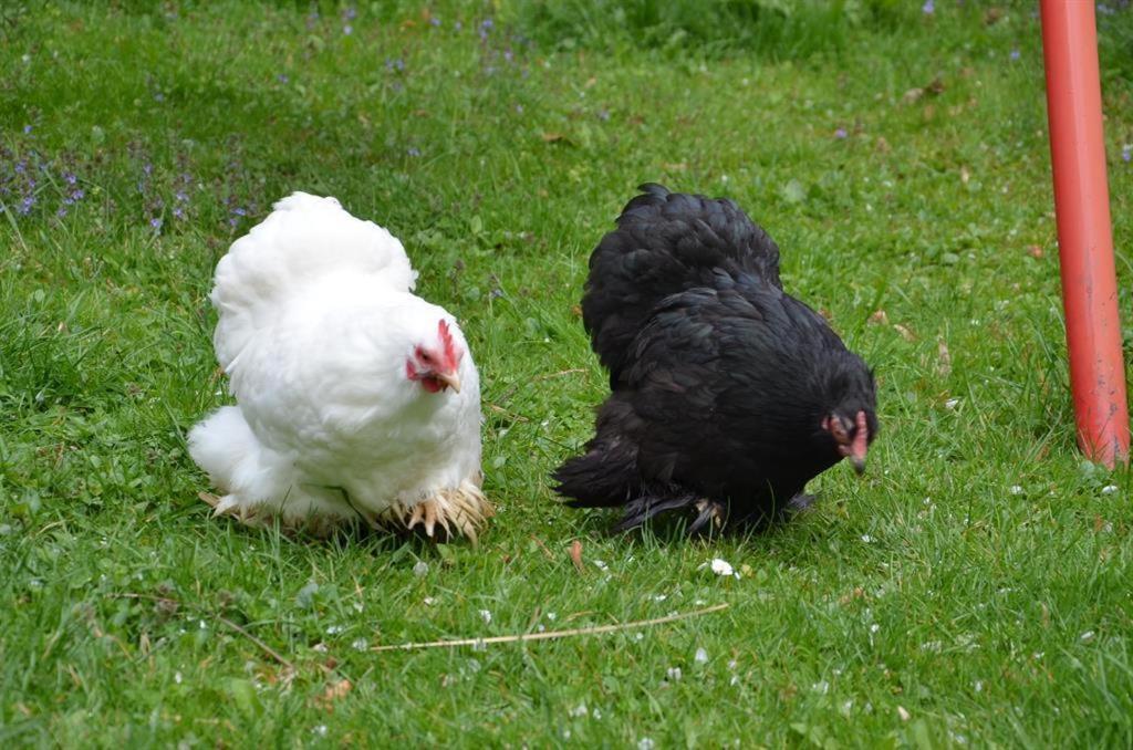 Farm stay Bio-hof Windhaber Stubenberg